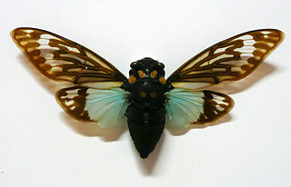 <i>Distantalna splendida</i> Species of true bug