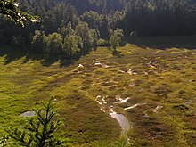 Tourbière tremblante acidiphile