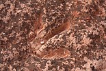 Example of Indeterminate Theropod Footprint from the Kayenta Formation Tracksite in the Jurassic Kayenta - panoramio.jpg