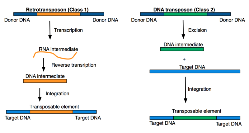 File:Transposable elements (2).png