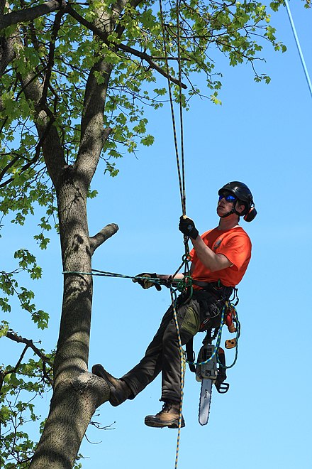 Tree climbing