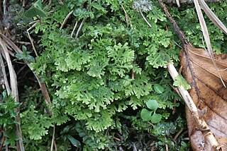 <i>Trichocolea tomentella</i> Species of liverwort