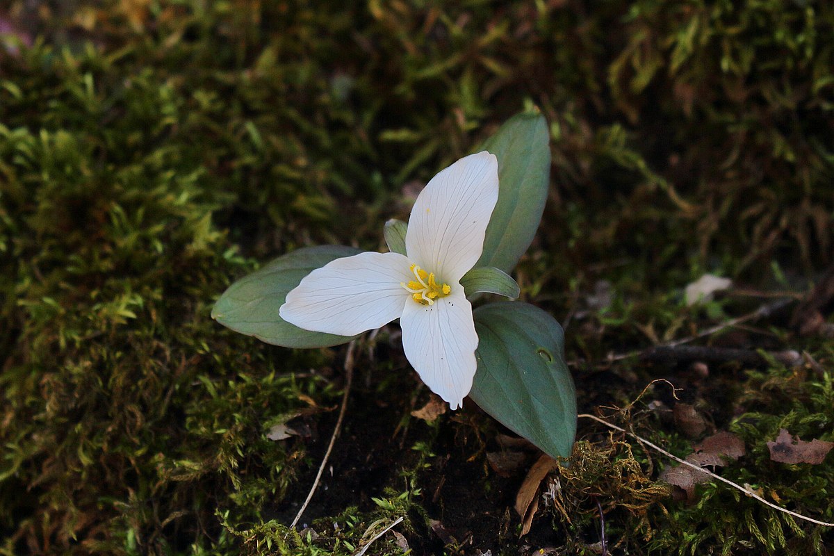 Нивальная растительность. Trillium nivale. Роял Альберт Триллиум. Trillium Alloy 2011. Trillium Notes.