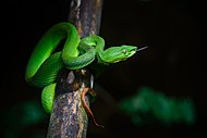 Trimeresurus sabahi fucatus, Banded pit viper (female) - Khao Sok National Park (29008775554).jpg