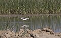 Tringa stagnatilis - Marsh Sandpiper, Mersin 2018-09-23 02.jpg
