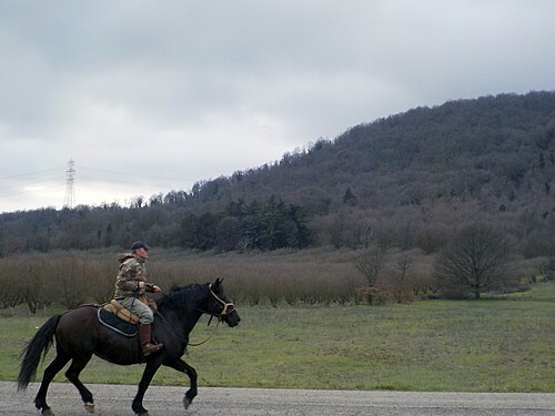 Trotting horse, Bracciano Martignano Regional Park, Italy