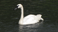 The trumpeter swans were the first gifts that founded the zoo and still present at the zoo