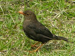 Turdus-poliocephalus.jpg