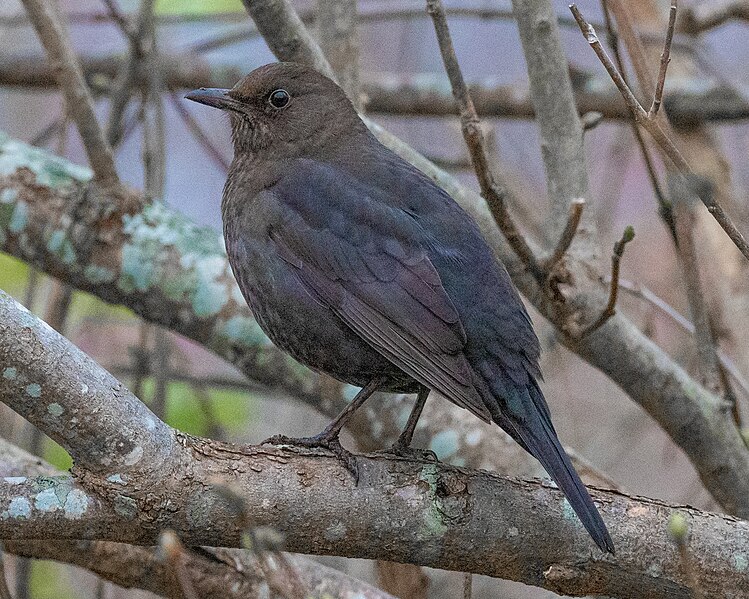 File:Turdus merula EM1B1354 (49076208177).jpg