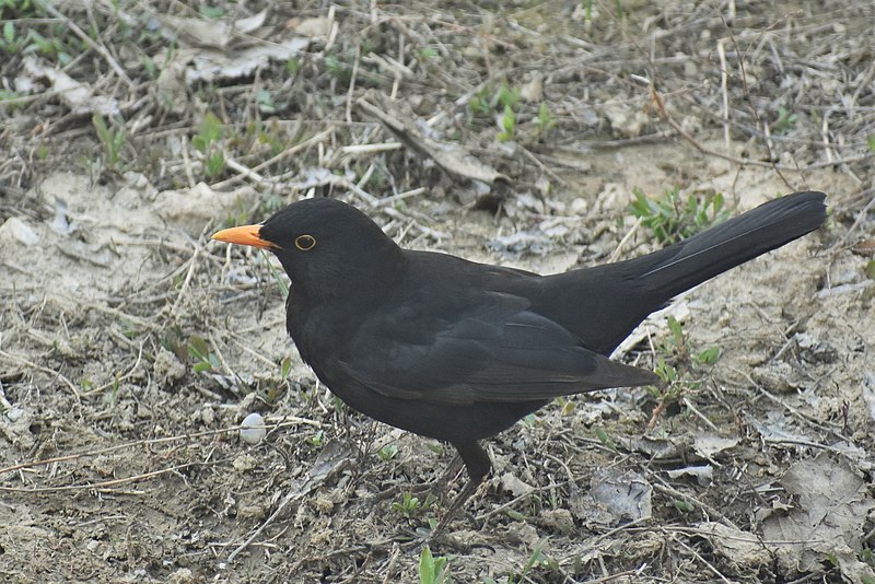 File:Turdus merula intermedius, Shymkent, Kazakhstan 5.jpg