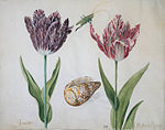 Два тюльпана Якоба Мареля, 1630-е годы