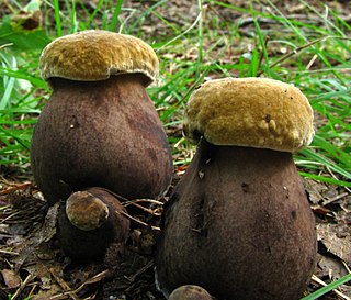 <i>Tylopilus atronicotianus</i> Species of fungus