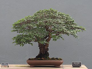 Chinese Elm with fine ramification