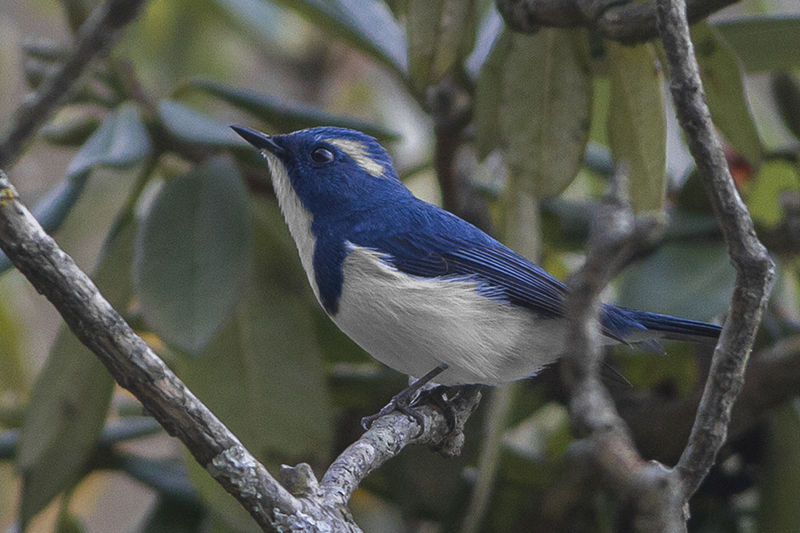 File:Ultramarine Flycatcher Pangot Uttarakhand India 04.10.2014.jpg