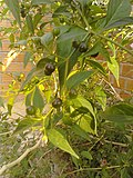 Miniatura para Capsicum cardenasii