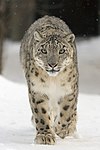 A snowleopard (uncia uncia).