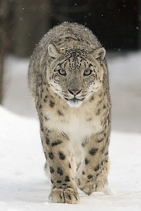 Leopardo-das-neves
