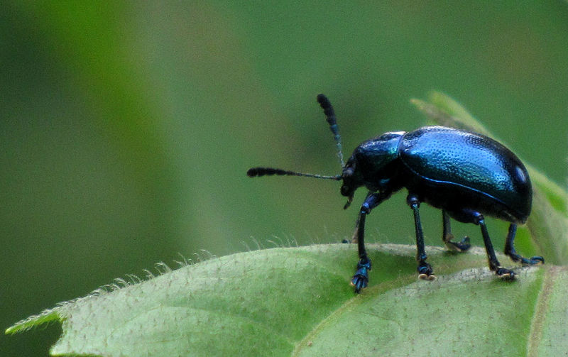 File:Unidentified insect 5184.JPG