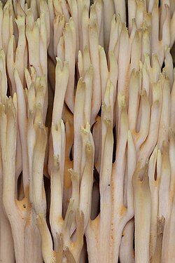 Upright Coral Fungus (Ramaria stricta)