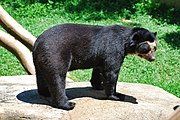 Spectacled bear Urso de oculos.jpg