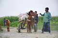 Using Horse Carts for Transporting Goods 001