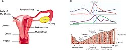 Uterine anatomy..jpg