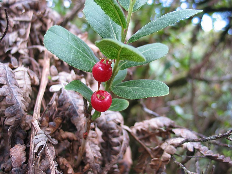 File:Vaccinium calycinum (5001520325).jpg