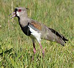 Vanellus chilensis -Rio Grande do Sul-8.jpg