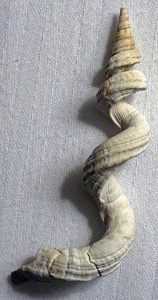 <i>Vermicularia fargoi</i> Species of gastropod