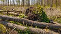* Nomination Overgrown biotope. Location, nature Beekdal Linde Bekhofplas in the Netherlands. --Famberhorst 05:37, 18 May 2016 (UTC) * Promotion  Support Nice. Good quality. --Johann Jaritz 06:25, 18 May 2016 (UTC)