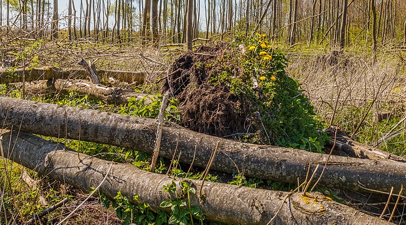 File:Verruigd biotoop. Locatie, natuurterrein Beekdal Linde Bekhofplas 01.jpg