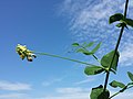 Inflorescence