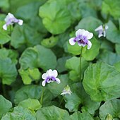 Viola hederacea, section Erpetion.