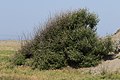 * Nomination Chastetree(Vitex agnus-castus) shrub in dunes habitat --Zcebeci 8:45, 12 June 2020 (UTC) * Promotion  Support Good quality. --Poco a poco 09:31, 12 June 2020 (UTC)