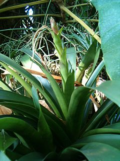 <i>Vriesea schwackeana</i> Species of flowering plant