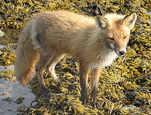 Red Fox