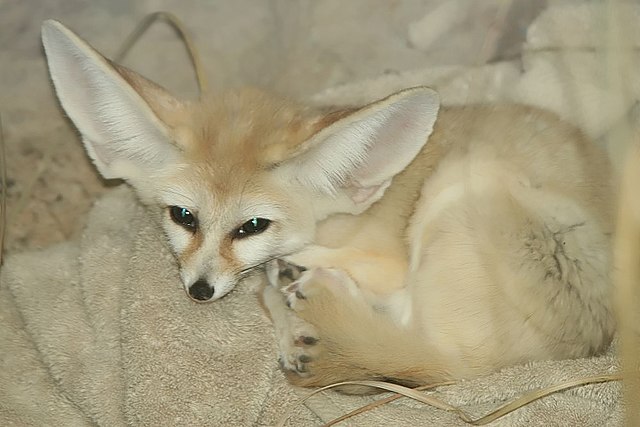 Fennec fox - Wikipedia