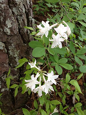 Rhododendren: Beschreibung, Giftigkeit, Verbreitung und Evolution
