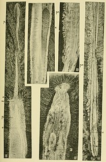 <i>Louisella</i> Extinct genus of worms