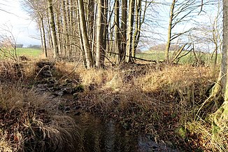 The forest river in Seifhennersdorf