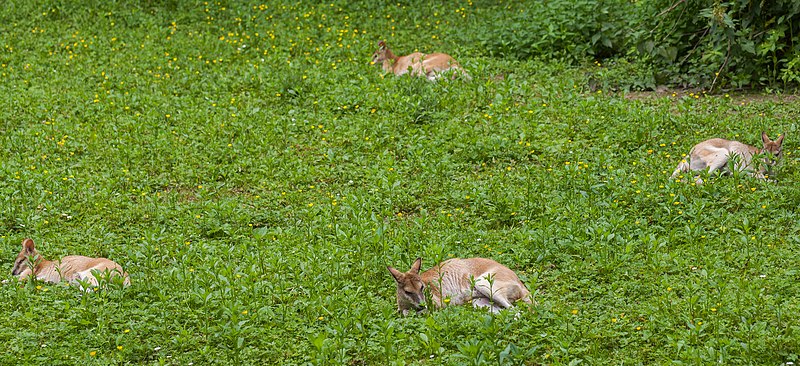 File:Wallaby ágil (Macropus agilis), Tierpark Hellabrunn, Múnich, Alemania, 2012-06-17, DD 01.JPG
