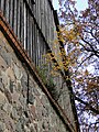 Tree on the top of the wall of Warbende village church