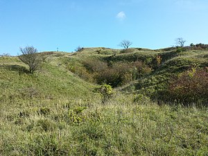 Semi-dry grass in the summit area