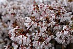 Thumbnail for File:Weeping-cherry-spring - West Virginia - ForestWander.jpg