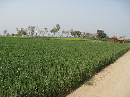 Wheat fields in Punjab