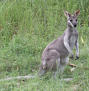 Pretty-faced wallaby (Macropus parryi)