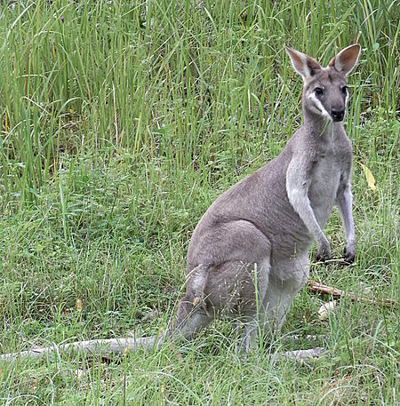 Macropus_parryi