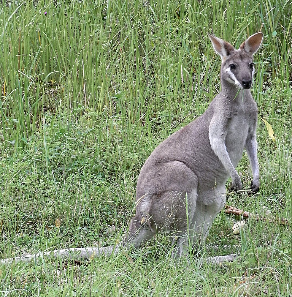 The average litter size of a Whiptail wallaby is 1