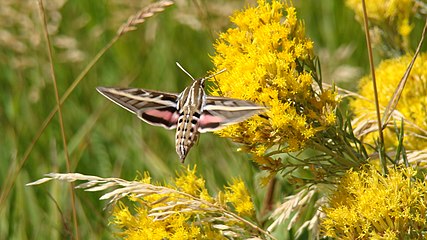 White-lined sphinx moth in Colorado, United States