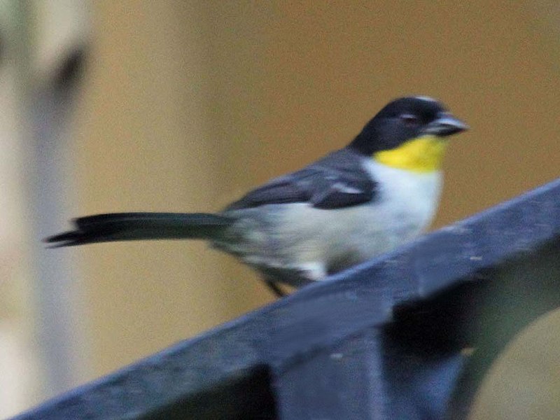 File:White-naped Brush-Finch RWD.jpg